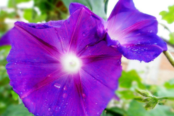 牽?；ㄒ粋€盆里種幾顆