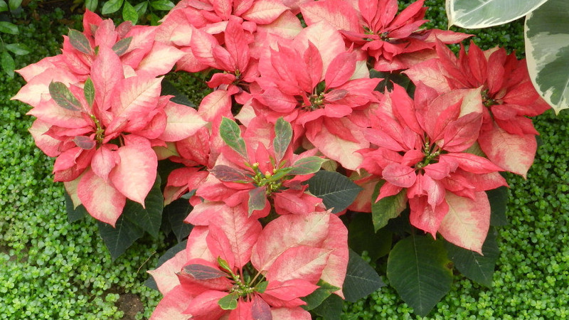 一品紅開(kāi)完花怎么修剪