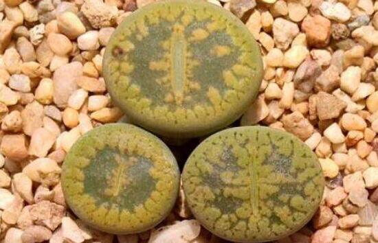 生石花怎么養(yǎng)護，做好五點生長美觀茂盛