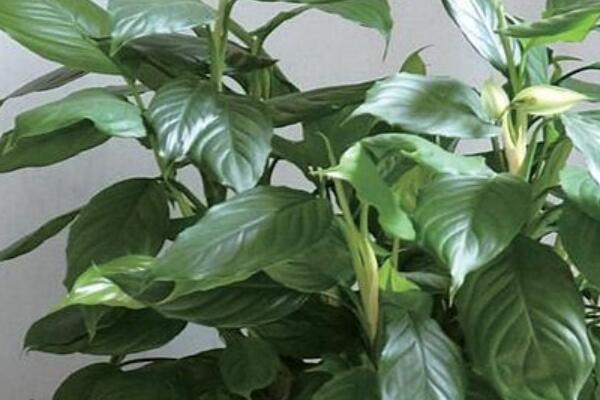 萬(wàn)年青為什么會(huì)開(kāi)白花