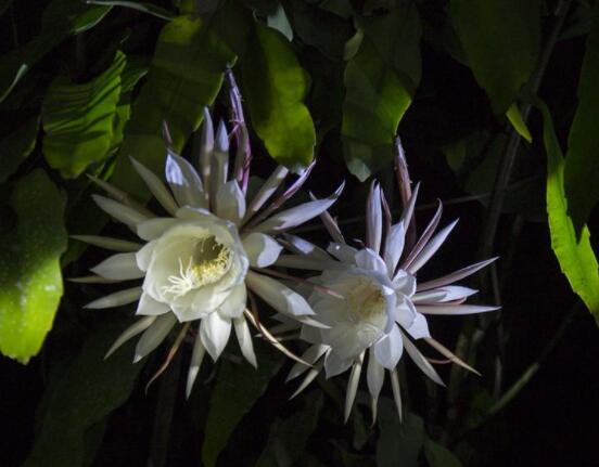 曇花怎么養(yǎng)，注意盆土是關(guān)鍵/肥水要合理