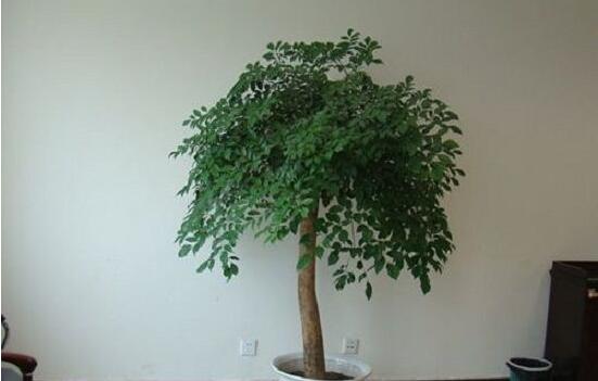 幸福樹放在哪里好風(fēng)水，盤點最佳四個好風(fēng)水位置(客廳/臥室/書房/陽臺)