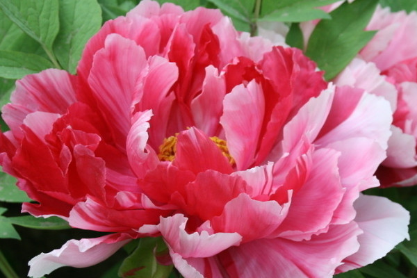 牡丹花盆景養(yǎng)殖方法