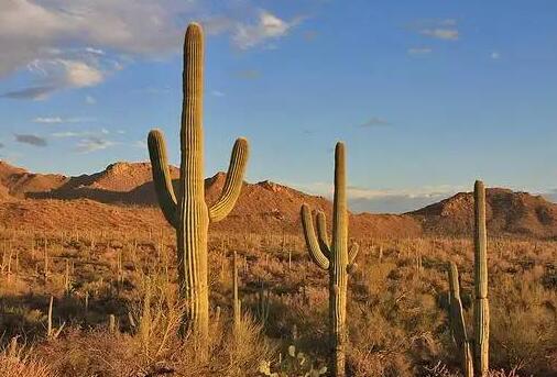 仙人掌為什么會長刺，為了減少蒸騰作用保持自身水分