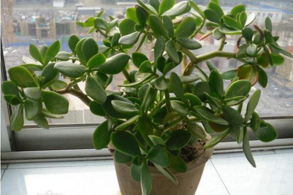 燕子掌葉子發(fā)黃怎么辦，5步即可解決葉子發(fā)黃問題