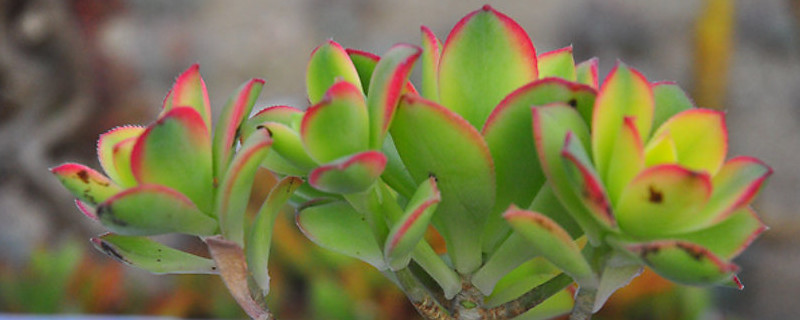 艷日輝長(zhǎng)氣根怎么辦