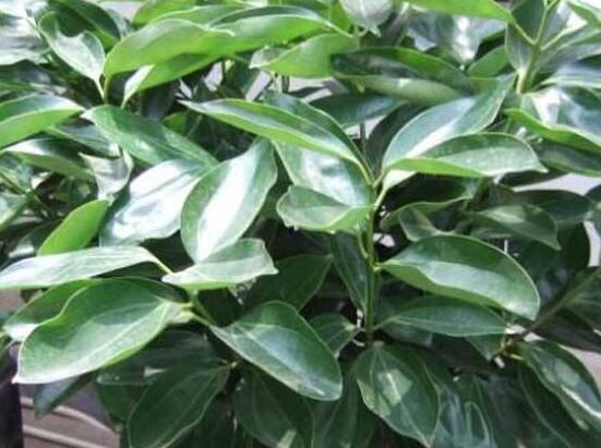 平安樹(shù)圖片大全，凈化空氣，矯正異味