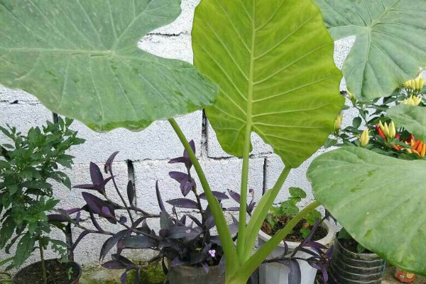 滴水觀音生蟲(chóng)怎么辦