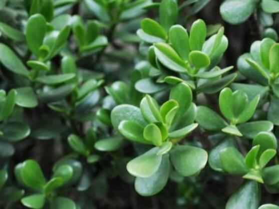 燕子掌不開(kāi)花怎么辦，做好以下五點(diǎn)花開(kāi)爆盆