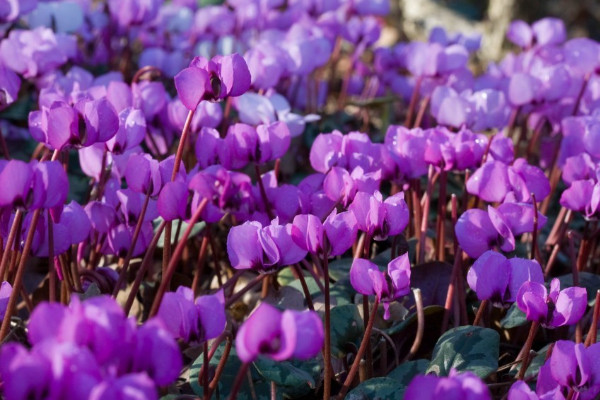 仙客來種子多久發(fā)芽