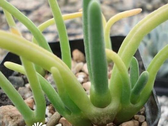 碧光環(huán)用什么土種，透氣透水土壤是必要種植條件