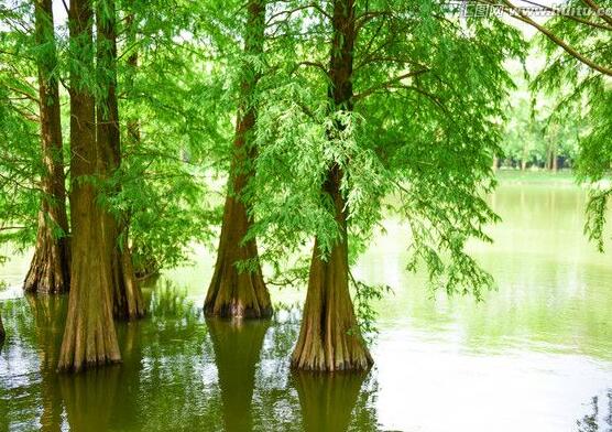 水杉與紅豆杉的區(qū)別，教你三種區(qū)別方法(葉子/果子/習(xí)性)