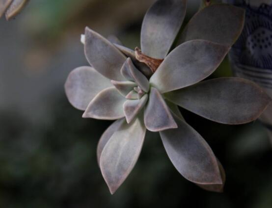 寶石花怎么養(yǎng)，老農(nóng)總結(jié)六大基本養(yǎng)殖方法