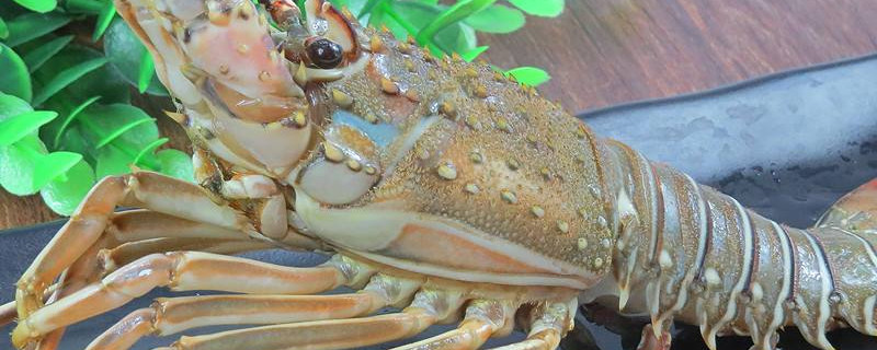 澳洲小青龍的養(yǎng)殖方法