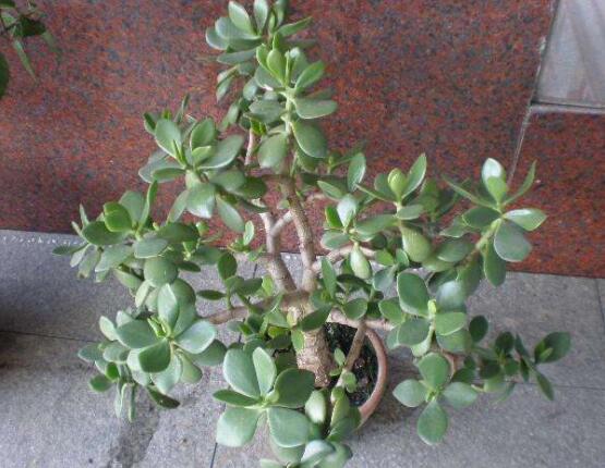 燕子掌和玉樹(shù)哪個(gè)有毒，玉樹(shù)汁液有毒/燕子掌無(wú)毒現(xiàn)象