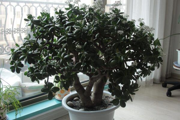 玉樹和燕子掌哪個貴，燕子掌的價值更高