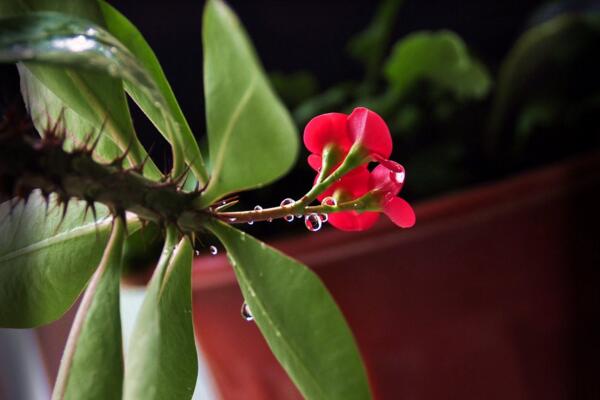 怎么區(qū)分虎刺和虎刺梅，虎刺與虎刺梅的5大不同