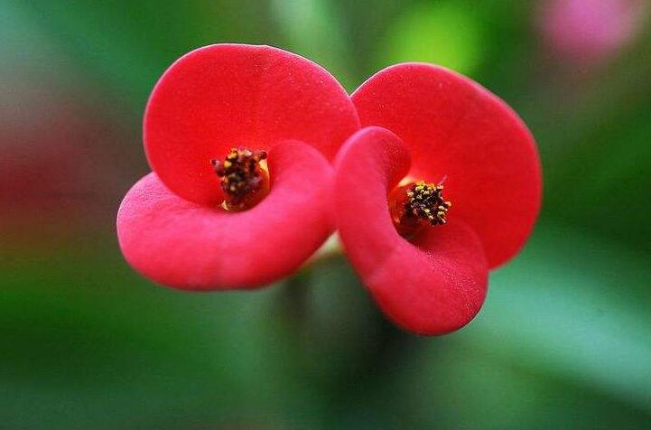 虎刺梅能放臥室嗎，不適合放置的4種原因