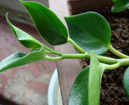 青葉碧玉怎么養(yǎng)，掌握八大核心保證你家的碧玉爆盆綠油油