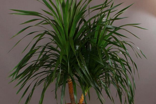 龍血樹葉子下垂怎么辦，可補(bǔ)充光照或控制澆水