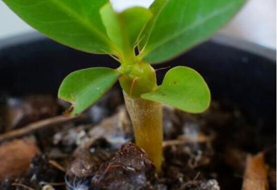 虎刺梅扦插方法，教你五個(gè)步驟扦插爆盆