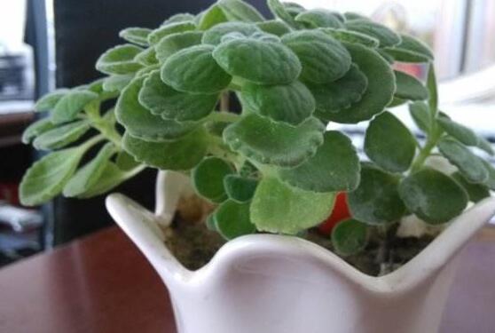 碰碰香的繁殖與養(yǎng)護(hù)，扦插繁殖存活率最高/肥水光照充足