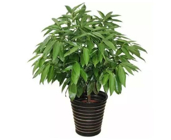 平安樹怎么養(yǎng)才茂盛，平安樹的養(yǎng)殖方法