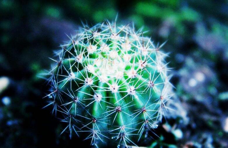 仙人掌花開多久，品種不同花期不同（稀有品種不開花）