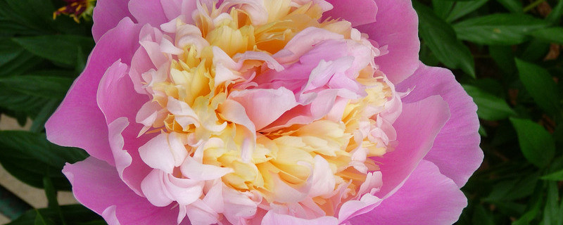 芍藥花對(duì)溫度的要求