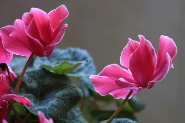 仙客來的繁殖方法，播種繁殖/切莖繁殖/組織繁殖