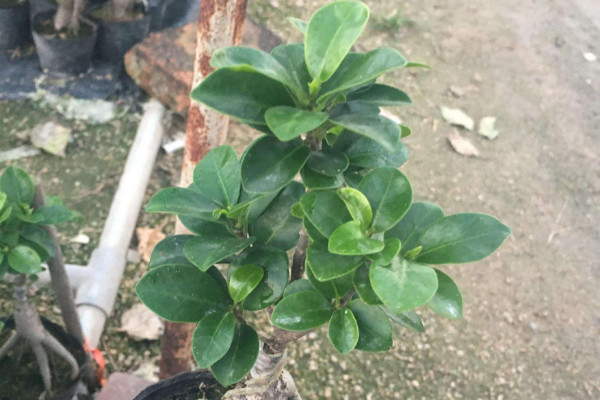 小榕樹(shù)的養(yǎng)殖方法和注意事項(xiàng)，澆水灌溉保持土壤濕潤(rùn)