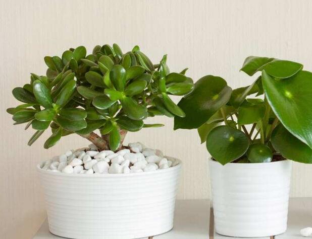 玉樹的葉子發(fā)軟發(fā)黃，防止這些問題發(fā)生的解決方法