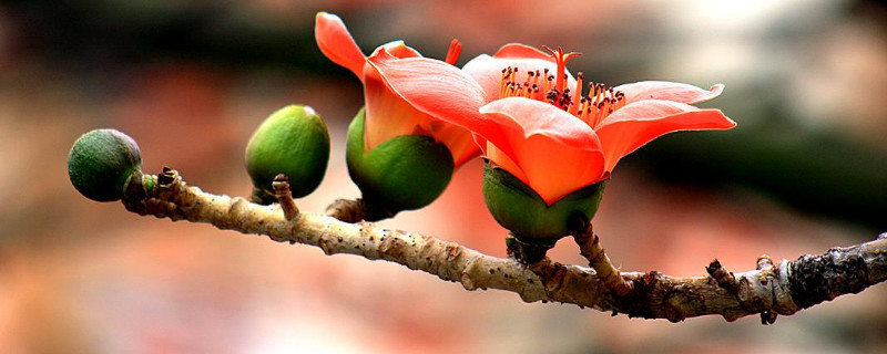 愛(ài)情樹(shù)的名字