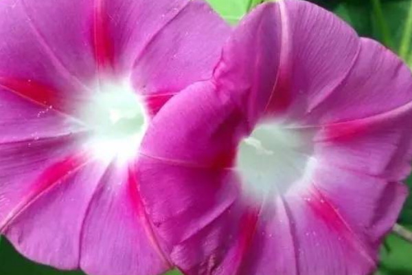 牽?；槭裁匆捞俨拍荛_花