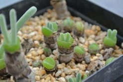 碧光環(huán)播種多久能長大，種后一星期發(fā)芽四個月長大