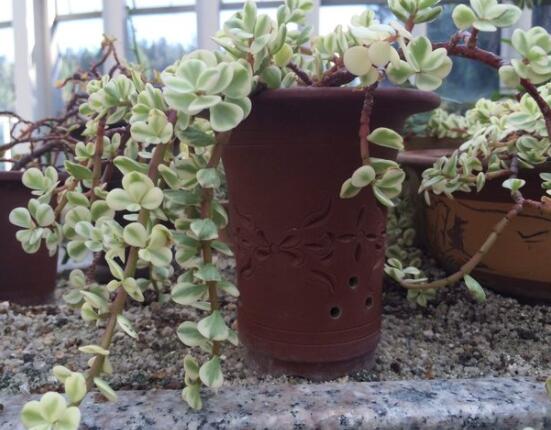 雅樂之舞怎么澆水，做到澆則澆透原則/忌積水