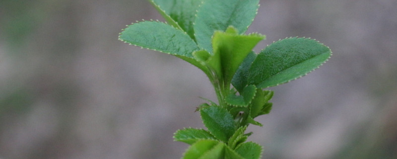 金櫻子扦插一般多久發(fā)芽