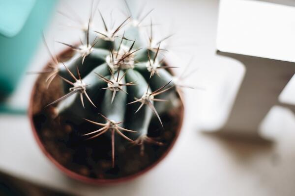 仙人球換盆方法，4步即可完成仙人球的換盆