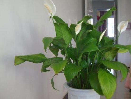 一帆風(fēng)順葉子下垂，四種原因以及解決辦法