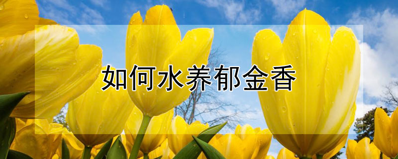 如何水養(yǎng)郁金香