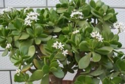 燕子掌的花有毒么，汁液帶有一定的毒性