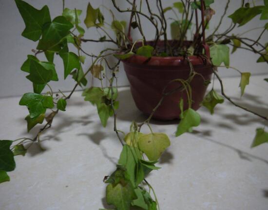 常春藤葉子發(fā)黃的原因有三，讓它重新恢復(fù)生機(jī)