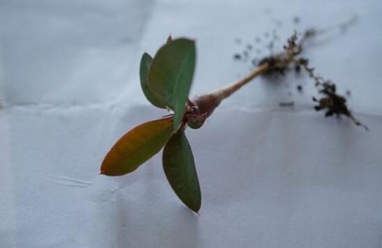 虎刺梅的繁殖方法，教你兩種最常用的繁殖方法(扦插與組培)