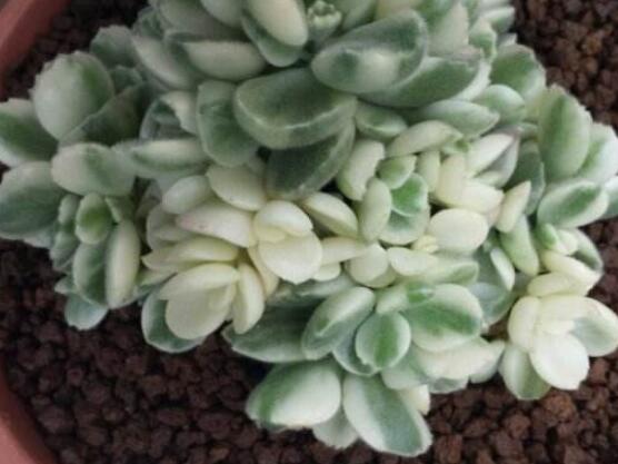 熊童子和白熊的區(qū)別，老農(nóng)總結(jié)最直觀兩種分辨方法