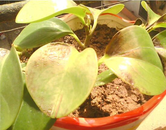 碧玉葉子發(fā)黃怎么辦，教你五步讓它重新恢復(fù)生機(jī)