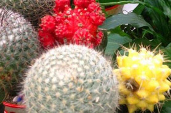 仙人掌的果實(shí)能吃嗎，食用可清熱解毒、養(yǎng)顏?zhàn)o(hù)膚