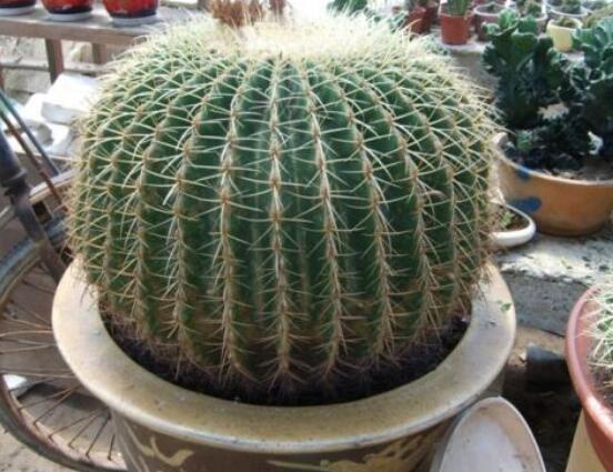 仙人球用什么肥料，鉀、磷肥為主，氮肥為輔