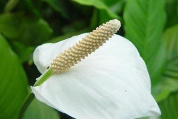 一帆風(fēng)順澆啤酒