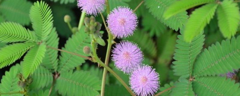 含羞草發(fā)芽后怎么護(hù)理