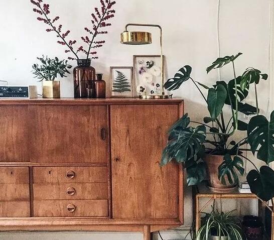 龜背竹葉子黃了怎么辦，要從土壤和澆水等4方面入手解決